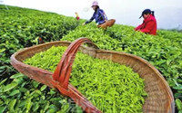 信阳毛尖 这壶名茶该如何“泡制”？其制作技艺流程有哪些？