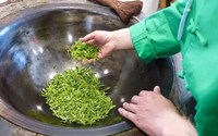 西湖龙井的制作工序共有几道，你知道吗？
